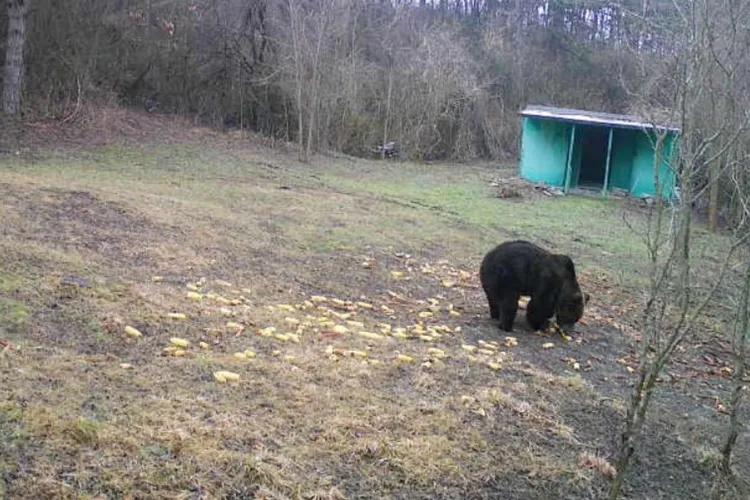 Urs văzut la 25 de kilometri de Cluj-Napoca. Primăria a transmis un avertisment pentru populație: „Vă rugăm să evitați deplasările în zonă!”