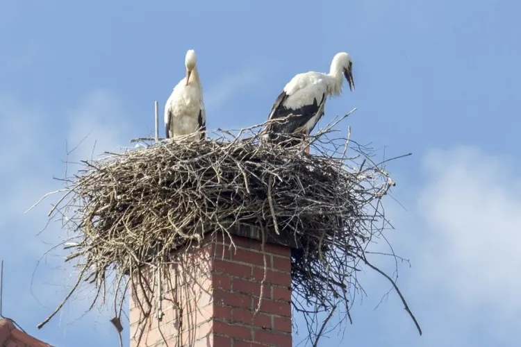 Polițiștii clujeni au o nouă colegă neașteptată, o barză! Pasărea și-a făcut cuib pe hornul sediului și îi ține pe polițiști în frig: Cuibul trebuie mutat