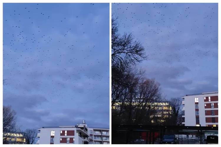 VIDEO. Ciorile „atacă” Clujul: Mii de ciori au transformat orașul într-un scenariu de film de groază. „Fain la Cluj. E regia lui Hitchcock?”