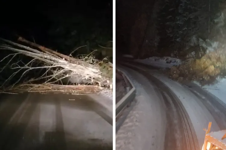 Intervenție contra-cronometru pe drumurile din Cluj! Obstacole periculoase îndepărtate în miez de noapte: Au căzut arbori pe carosabil