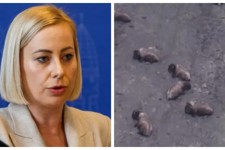 La ferma groazei din Cluj au fost găsite aproape 100 de animale moarte, iar altele sunt grav bolnave! Maria Forna: „Vor fi stabilite măsuri clare”