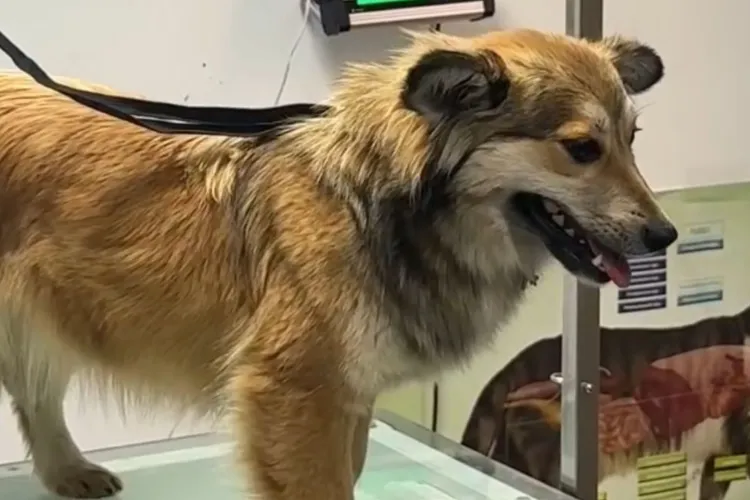 Ghid complet pentru clujeni: Cum accesezi programul județean de sterilizare a câinilor, de la cererea online până la cabinetul veterinar - VIDEO