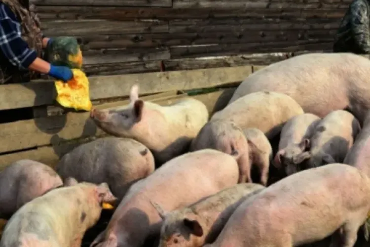 Virusul se extinde! Au fost identificate noi focare de pestă porcină! Autoritățile trag un semnal de alarmă 