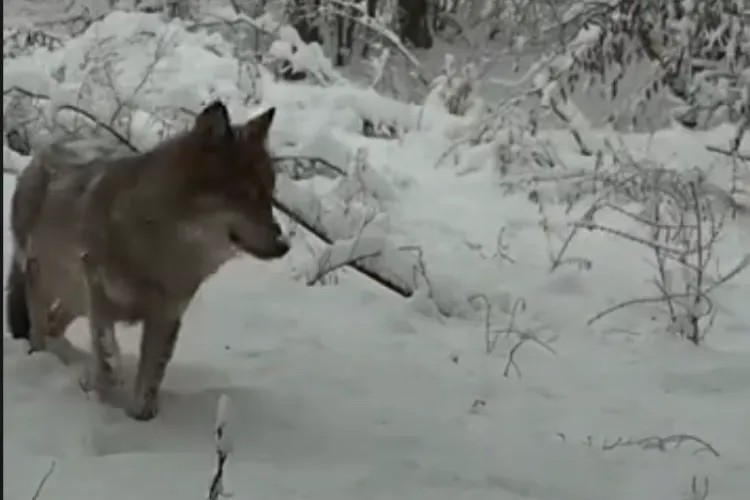 VIDEO. Scenă emoționantă în Apuseni: Lupoaică rănită la un picior, filmată în zăpadă. Viața continuă, dar în sălbăticie asta poate fi condamnarea la moarte