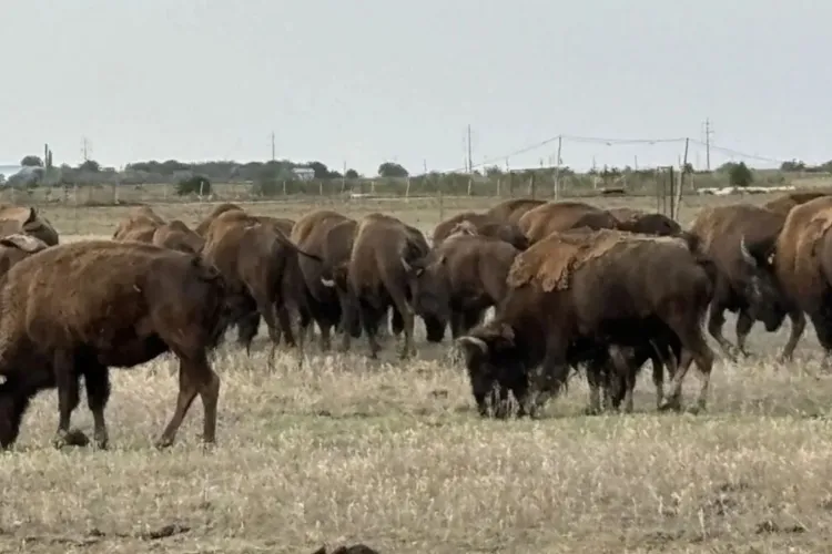 „Ferma groazei” din Cluj unde au murit de foame și boală peste 200 de animale a primit subvenții de peste 10 milioane de lei de la APIA. Cum a fost posibil