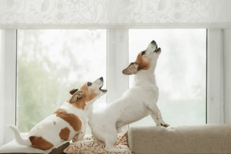 Zgomot infernal într-un bloc din Cluj! Doi câini lăsați singuri într-un apartament fac viața locatarilor un coșmar: Autoritățile, chemate să intervină