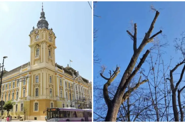 Primăria Cluj-Napoca face lumină cu privire la tăierea arborilor de pe mai multe străzi: „Prezentau pericol de accidentare”
