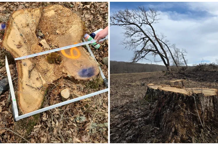 Tăieri ilegale descoperite într-o arie protejată din Transilvania: Garda Forestieră a luat măsuri drastice. „Nu sunt linii abstracte pe o hartă!”