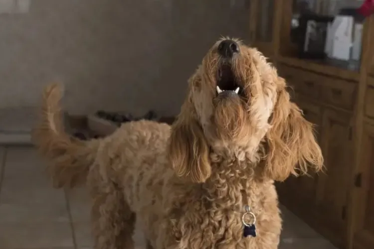 Nopți albe pe o stradă din Cluj-Napoca: Locatarii reclamă lătratul constant al mai multor câini și spun că dorm cu dopuri în urechi