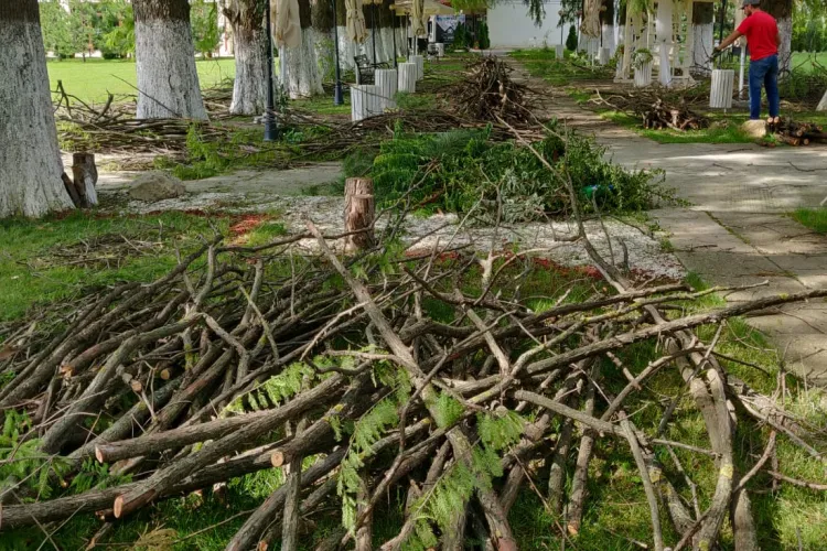 Campanie de toaletare a arborilor în Apahida! Crengile trebuie pregătite corect sau nu vor fi ridicate: Află programul complet!