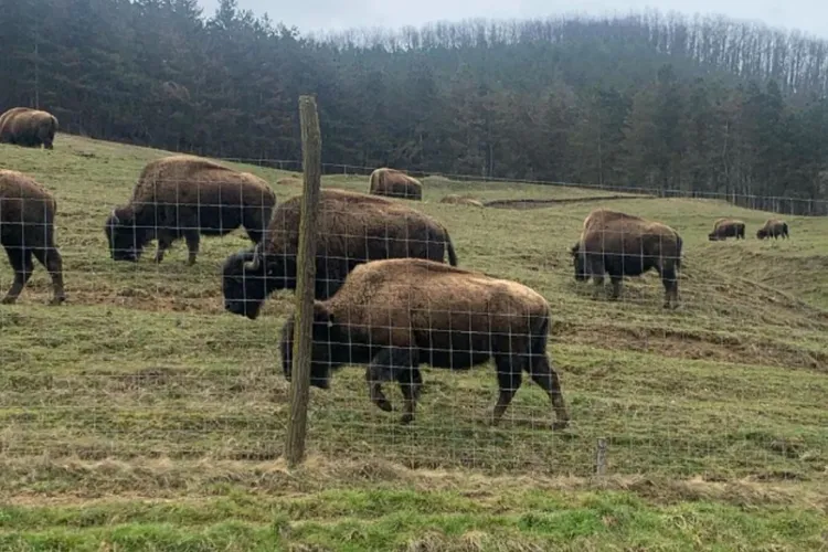 A început „neutralizarea” sutelor de animale care au murit în „lagărul” de la Recea Cristur din județul Cluj. Procedura este complexă și greu de urmărit