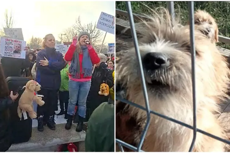 VIDEO. Iubitorii de animale din Cluj-Napoca și din toată țara au ieșit în stradă. Cruzimea față de animale, condamnată