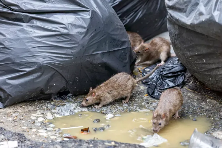 Scene revoltătoare în Cluj! Șobolani văzuți lângă o școală din oraș: Rozătoarele, surprinse ieșind din centrala de termoficare: „Trebuie igienizat”