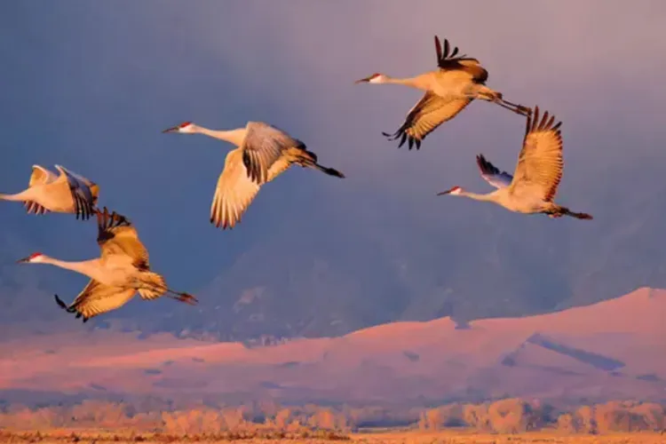 VIDEO. Moment superb deasupra Someșului. Fenomen rar de migrație: un stol de cocori ne-a adus aminte cât de frumoasă este viața și natura