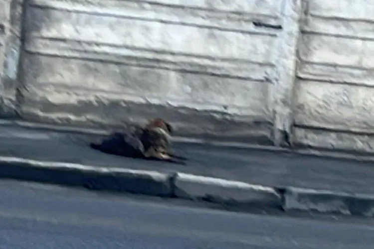 Cățel rănit grav pe o stradă din Cluj! Trecătorii l-au găsit agonizând pe stradă și l-au salvat înainte să fie prea târziu: „Imediat trebuie să fie ajutat”