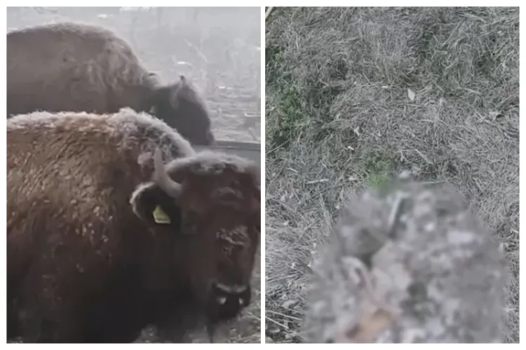 Legături suspecte la „Ferma Groazei” din Cluj, unde au murit sute de animale: Șef ar fi fost soțul fostei șefe de la Poliția Animalelor. Ce spune IPJ Cluj