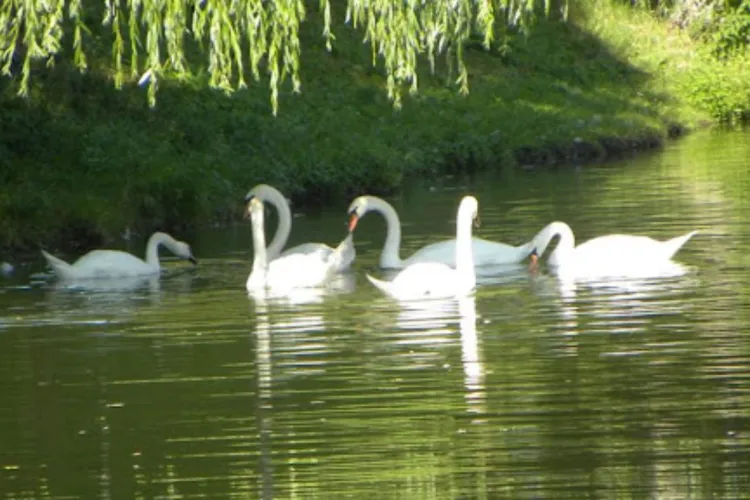 Gripa aviară în Cluj: Cum să-ți protejezi păsările domestice și ce măsuri preventive recomandă autoritățile pentru a evita răspândirea virusului