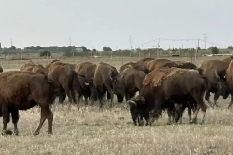 Operațiunea de neutralizare a cadavrelor de animale la ferma din Recea Cristur, Cluj, s-a încheiat! Ce au descoperit autoritățile după analiza probelor