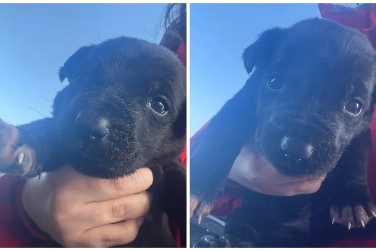 „Îmi caut o familie”. Un pui de cățeluș, găsit singur și în frig, are nevoie de o inimă caldă: „Plângea și nu era nicio urmă de mamă” FOTO 