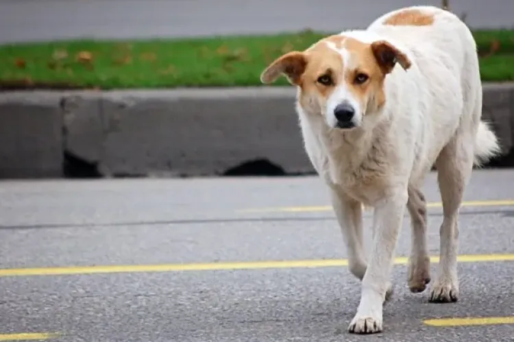 Panică pe o stradă din Cluj-Napoca! Câini agresivi, lăsați liberi: „Nu poți merge pe drum, e pericol real”