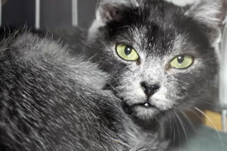 Avem cu ce ne lăuda! „Pisica Transilvană”, prima rasă românească recunoscută internațional. E adorabilă! 