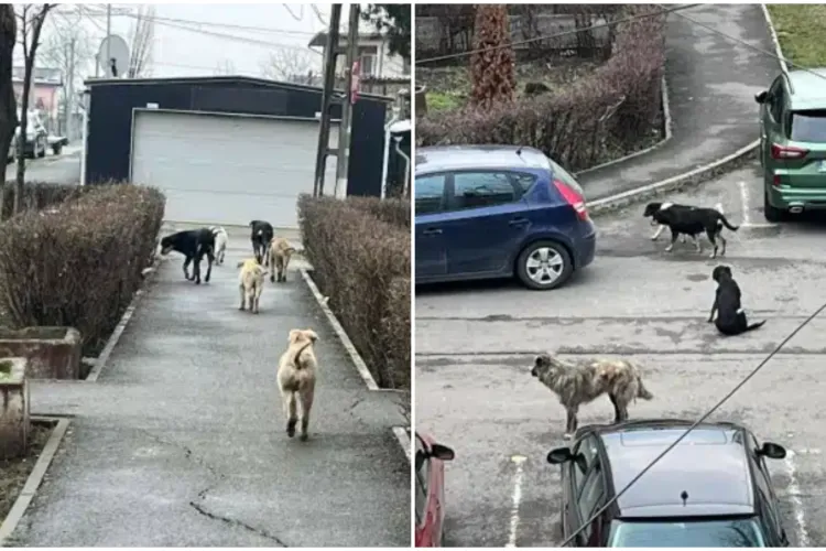Locuitorii unui oraș din județul Cluj sunt stresați de o haită de câini. Oamenii se tem pentru copiii lor: „Cel puțin șase-șapte câini”