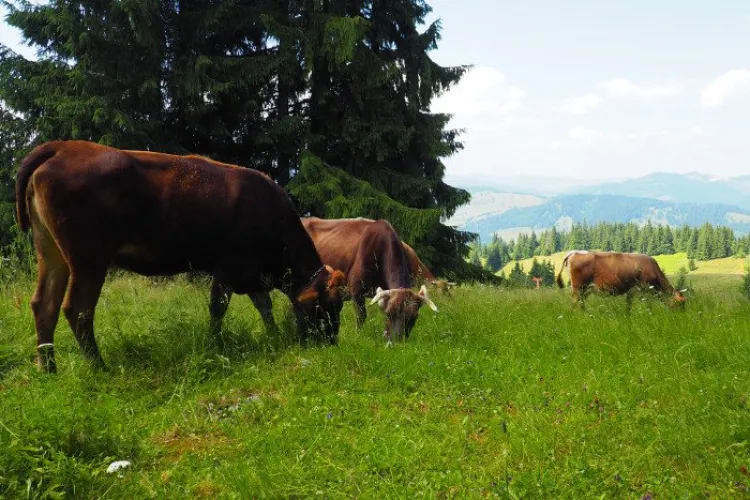 Fermierii din Cluj, atenție! Începe procedura de închiriere a pășunilor libere. Depunerea cererilor se face până la începutul lui martie
