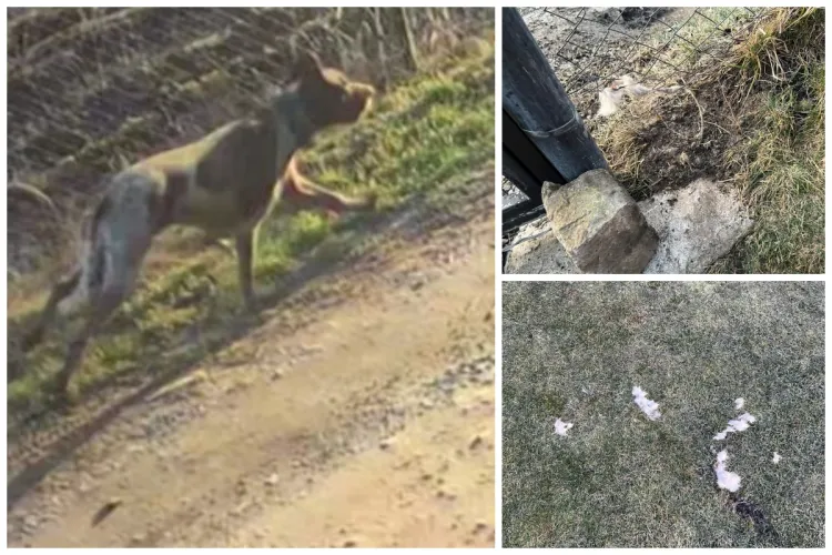 Doi câini de talie mare au atacat animalele din curtea unui clujean din Dâmbu Rotund. Face apel la vecini să-l ajute cu informații FOTO