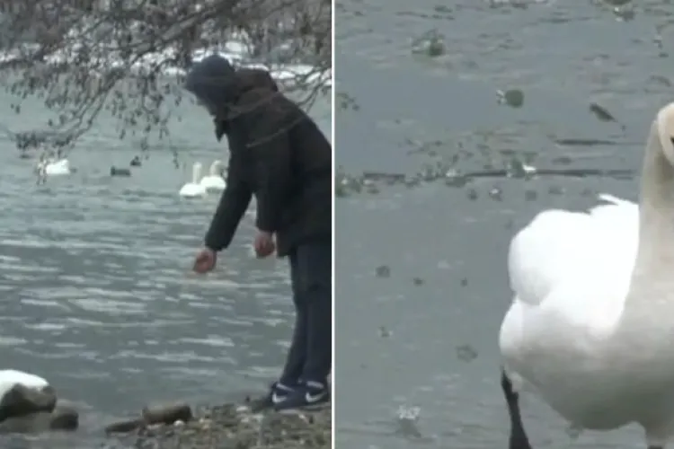 Alertă de gripă aviară în Cluj! Măsuri stricte pentru gospodăriile din Baciu după ce au fost găsite lebede moarte: „Se poate transmite la om”