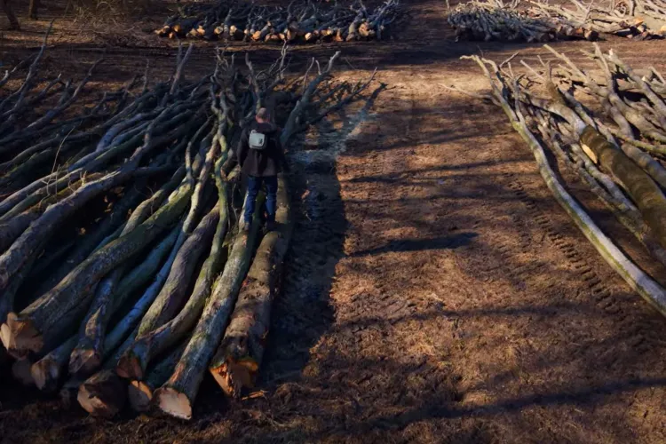 Prefectura Cluj vine cu explicații după alarma privind „defrișările” din Pădurea Hoia-Baciu. De ce au fost tăiați copacii, de fapt