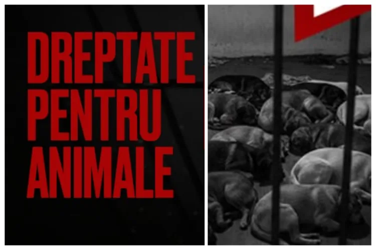 Protest mâine la Cluj pentru animale: „Omorârea animalelor pe bani publici e inadmisibila. Dreptate pentru animale”