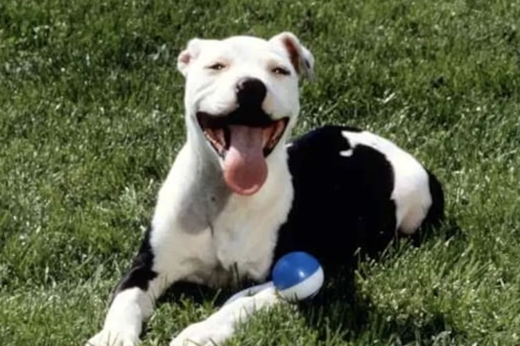 Teamă într-un bloc din Cluj-Napoca: Un câine din rasa Pitbull este plimbat fără botniță și lesă chiar în scara blocului