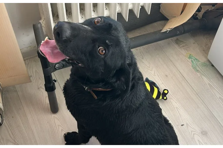 Strigăt de ajutor de la o cățelușă din Cluj-Napoca! Are aproape tot, mai puțin pe cineva lângă ea: „„Nu suportă singurătatea, plânge în lipsa omului”