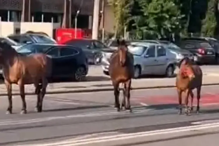 Cai pe carosabil pe o stradă din Cluj-Napoca! Locuitorii cer intervenția urgentă a autorităților: „Pun în pericol cetățenii”