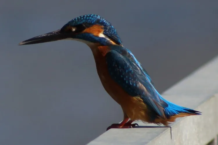 EXCLUSIV. Bruxelles, München și Vatican. Cât au costat deplasările externe ale viceprimarului Dan Tarcea în 2025