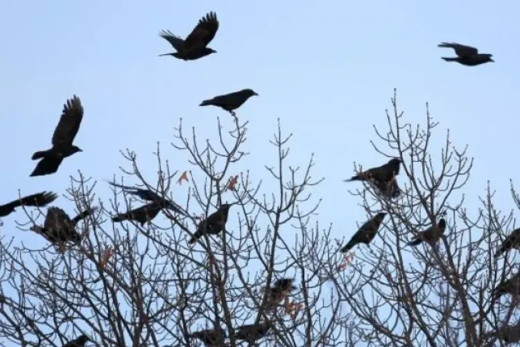 Probleme cu ciorile pe o stradă din Cluj-Napoca. Locuitorii reclamă zgomot constant în fața blocului: „Fac o gălăgie de nedescris”