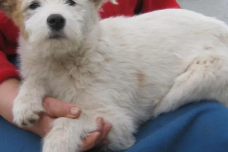 Incident neobișnuit: Un câine senior a fost tranchilizat de o echipă de ecarisaj în timp ce se plimba cu stăpânul. „Este foarte bolnav”