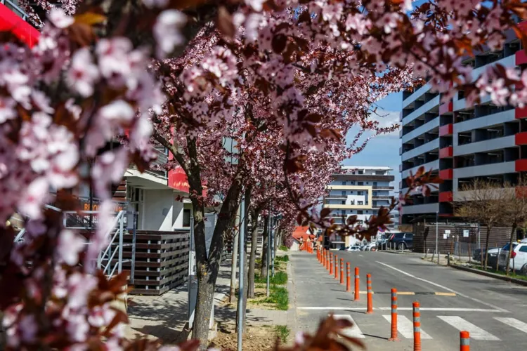 Vreme frumoasă la Cluj: Temperaturile ajung la 13 grade, iar cerul rămâne senin. Zi perfectă pentru plimbări și activități în aer liber