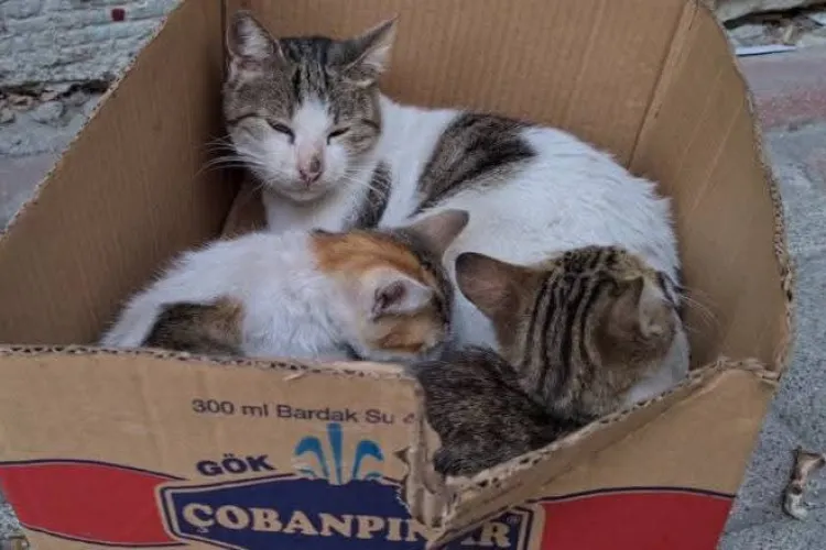 Invazie de purici pe o stradă din Cluj din cauza pisicilor comunitare: „Copiii mici se umplu de purici doar jucându-se în parc