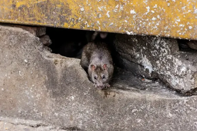 „Vestitorii primăverii” dau târcoale unui bloc din Cluj-Napoca. Locatarii se plâng de invazia de șobolani: „E plin”