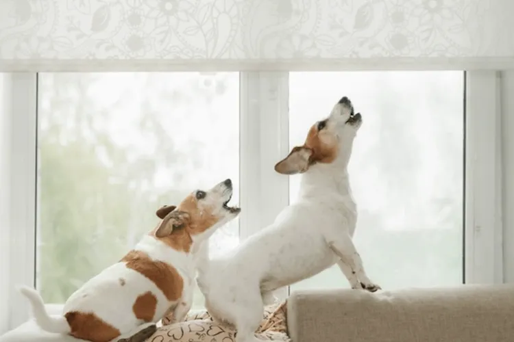 Coșmar pe o stradă din Cluj! Câinii vecinilor nou-mutați latră fără oprire zi și noapte: „Îi auzim și cu geamurile închise