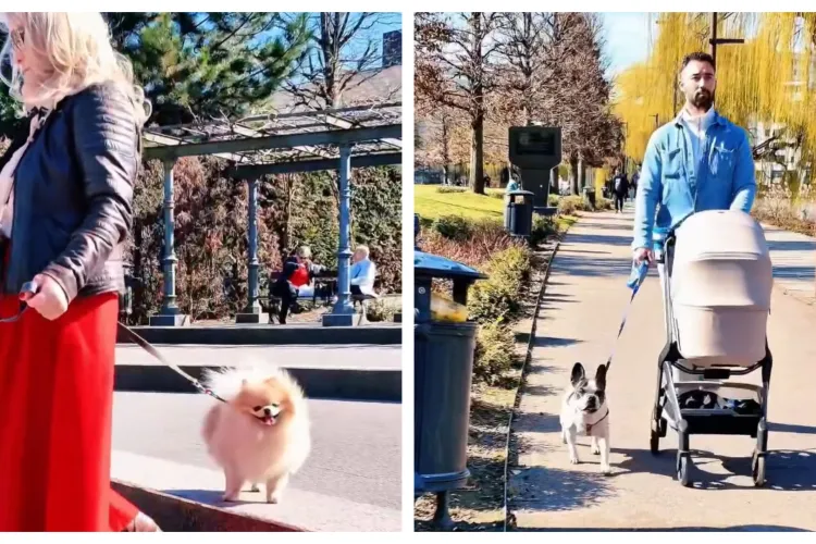 Clujul este oraș pet-friendly, dar trebuie respectate regulile de bun-simț: Ce sunt sfătuiți clujenii să facă atunci când ies cu cățeii la plimbare