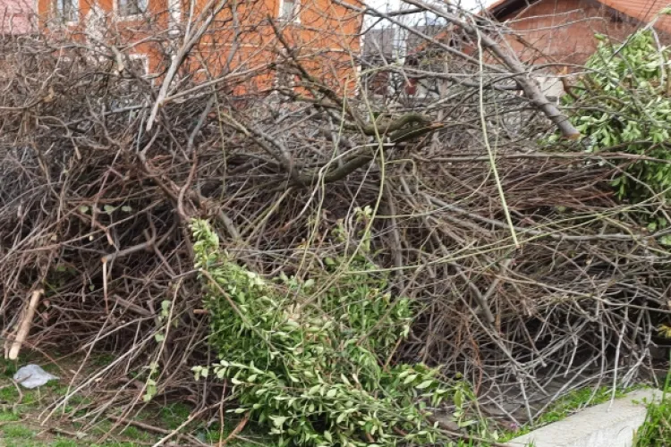 Ce trebuie să faci dacă locuiești în comuna Jucu și vrei să scapi de crengi în martie: Primăria vine să le ridice, dar pune o condiție clară