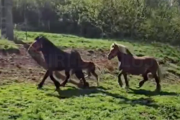 VIDEO. Un an a durat căutarea disperată a cailor furați din Cluj! Hoții îi vânduseră de trei ori, prin toată țara: Cum a reușit proprietarul să îi găsească