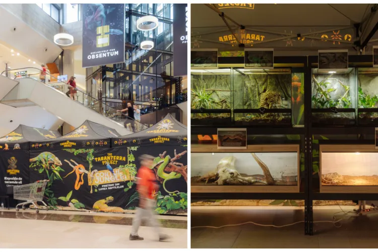 Descoperă tarantule de 25 cm și pitoni spectaculoși: Expoziția Educativă de Reptile Vii revine la Iulius Mall Cluj. Cei curioși sunt așteptați