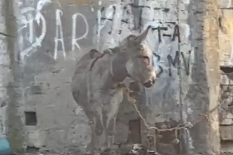 VIDEO. Câtă cruzime! Măgăruș ținut legat de beton pentru perioade lungi de timp pe o stradă din Cluj: Ce s-a întâmplat după ce poliția a intervenit