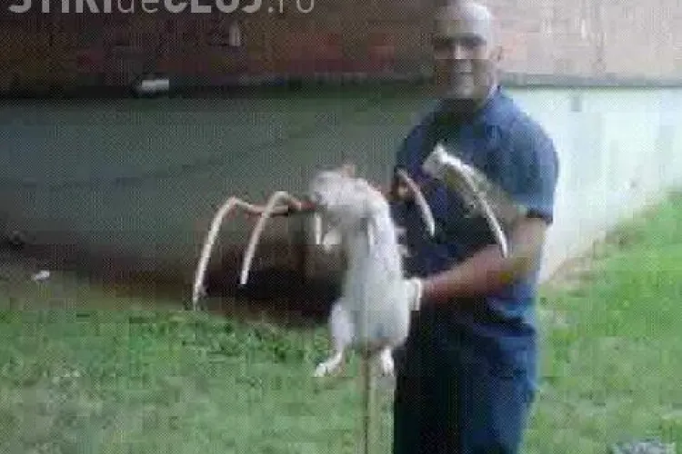 Un sobolan de aproape un metru, omorat cu furca in New York FOTO