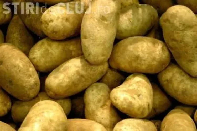 Cartofii mari sunt toxici si nu au substante hranitoare