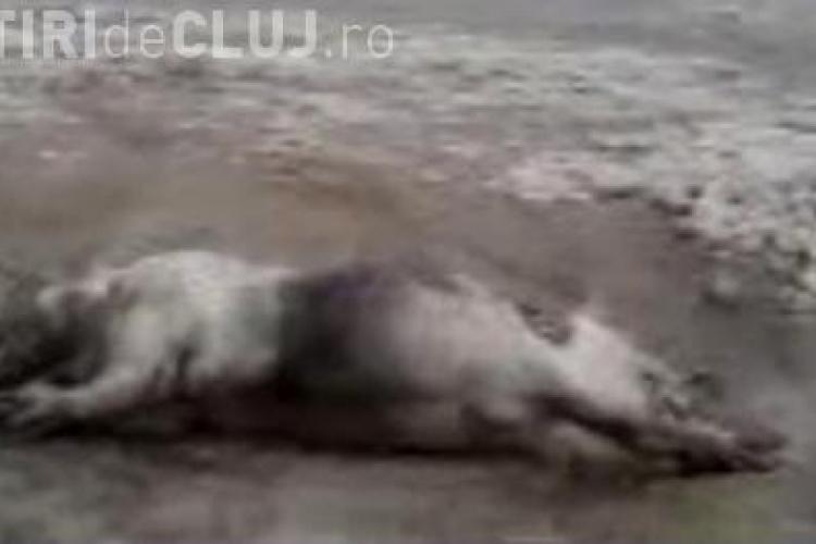 Ce animal ciudat a aparut in New York dupa uraganul Irene VIDEO