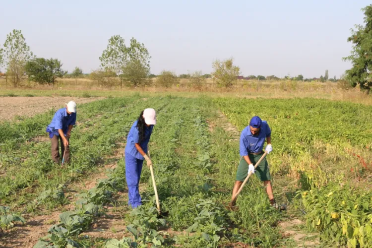 Fermierii din Jucu pot obține subvenții suplimentare pentru terenurile ecologice: Sute de euro în plus pentru fiecare hectar, dacă le certifică ecologic